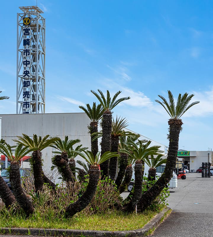 宮崎市中央卸売市場